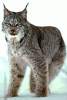 Click image for larger version. 

Name:	lynxlynx..gif 
Views:	224 
Size:	17.1 KB 
ID:	1109