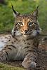 Click image for larger version. 

Name:	220px-Lynx_lynx_p&.jpg 
Views:	286 
Size:	24.5 KB 
ID:	1110
