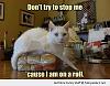 Click image for larger version. 

Name:	funny-on-a-roll-cat-bread-pun-pics.jpg 
Views:	457 
Size:	83.1 KB 
ID:	2733
