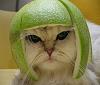 Click image for larger version. 

Name:	catmelonhead..jpg 
Views:	133 
Size:	31.3 KB 
ID:	875
