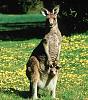 Click image for larger version. 

Name:	kangaroo..jpg 
Views:	73 
Size:	75.0 KB 
ID:	1379